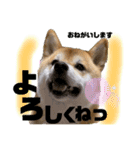 柴犬 ぽん太 わりと使える色々（個別スタンプ：11）