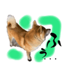 柴犬 ぽん太 わりと使える色々（個別スタンプ：12）