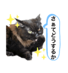 黒猫 ルナ院長128にゃんめ（個別スタンプ：6）