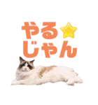ラグドール フサ夫のスタンプ part5（個別スタンプ：17）