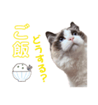 ラグドール フサ夫のスタンプ part5（個別スタンプ：27）