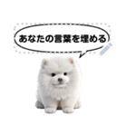 Message Stickers (Samoyed Dogs) JP（個別スタンプ：8）