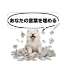 Message Stickers (Samoyed Dogs) JP（個別スタンプ：10）