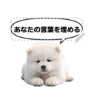 Message Stickers (Samoyed Dogs) JP（個別スタンプ：16）