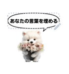 Message Stickers (Samoyed Dogs) JP（個別スタンプ：22）