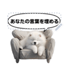 Message Stickers (Samoyed Dogs) JP（個別スタンプ：24）