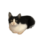 うちの猫がお邪魔します（個別スタンプ：1）