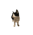 うちの猫がお邪魔します（個別スタンプ：2）