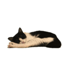 うちの猫がお邪魔します（個別スタンプ：3）