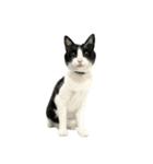 うちの猫がお邪魔します（個別スタンプ：5）