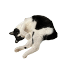 うちの猫がお邪魔します（個別スタンプ：6）