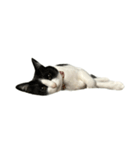 うちの猫がお邪魔します（個別スタンプ：7）