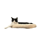 うちの猫がお邪魔します（個別スタンプ：8）