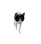 うちの猫がお邪魔します（個別スタンプ：9）