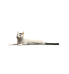 うちの猫がお邪魔します（個別スタンプ：12）