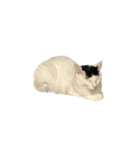うちの猫がお邪魔します（個別スタンプ：15）