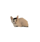 うちの猫がお邪魔します（個別スタンプ：18）