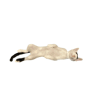 うちの猫がお邪魔します（個別スタンプ：19）