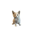 うちの猫がお邪魔します（個別スタンプ：21）