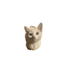 うちの猫がお邪魔します（個別スタンプ：22）