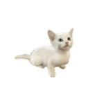 うちの猫がお邪魔します（個別スタンプ：24）