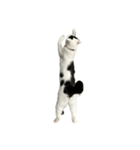 うちの猫がお邪魔します（個別スタンプ：25）