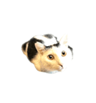 うちの猫がお邪魔します（個別スタンプ：26）