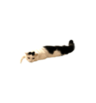 うちの猫がお邪魔します（個別スタンプ：28）