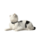 うちの猫がお邪魔します（個別スタンプ：29）