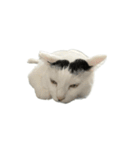 うちの猫がお邪魔します（個別スタンプ：30）