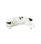 うちの猫がお邪魔します（個別スタンプ：31）
