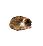 うちの猫がお邪魔します（個別スタンプ：33）