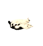 うちの猫がお邪魔します（個別スタンプ：35）