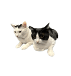うちの猫がお邪魔します（個別スタンプ：37）