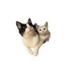 うちの猫がお邪魔します（個別スタンプ：39）