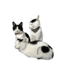 うちの猫がお邪魔します（個別スタンプ：40）