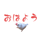 いやしのシロちゃん（個別スタンプ：1）