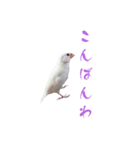 いやしのシロちゃん（個別スタンプ：3）