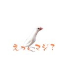 いやしのシロちゃん（個別スタンプ：6）