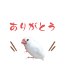 いやしのシロちゃん（個別スタンプ：9）