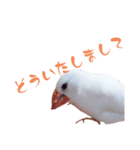 いやしのシロちゃん（個別スタンプ：10）