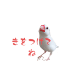 いやしのシロちゃん（個別スタンプ：11）