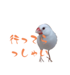 いやしのシロちゃん（個別スタンプ：12）