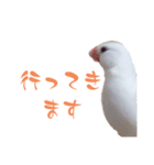 いやしのシロちゃん（個別スタンプ：13）