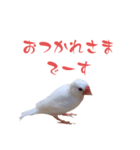 いやしのシロちゃん（個別スタンプ：14）