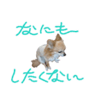 チワシェル（個別スタンプ：2）