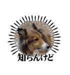 チワシェル（個別スタンプ：13）