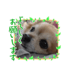 チワシェル（個別スタンプ：14）
