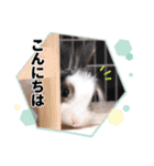 実写！うさぎのちゃんた4（個別スタンプ：9）