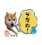 柴犬サクラ其の陸（個別スタンプ：8）